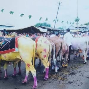 WhatsApp_Image_2026-03-23_at_4.01.42_PM_original